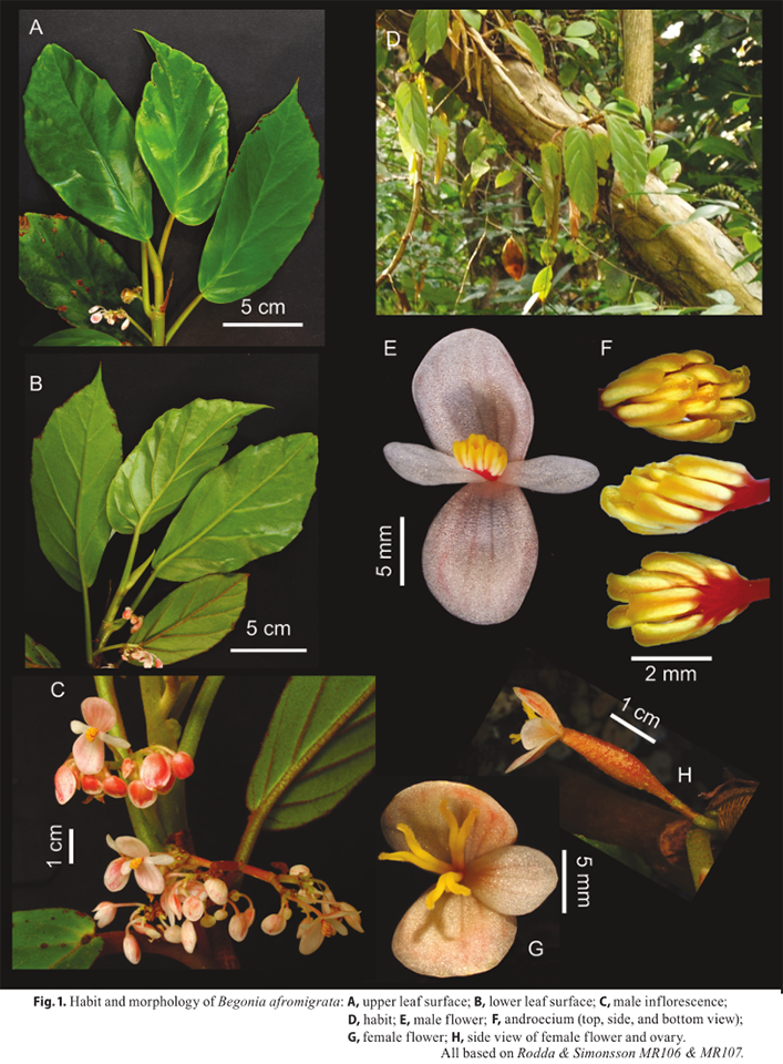 B. afromigrata
